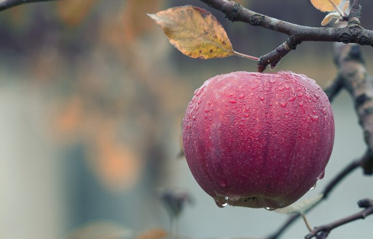 כמה שוקל תפוח? | משקל בק"ג