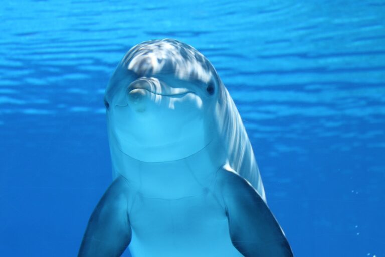 כמה שוקל דולפין?