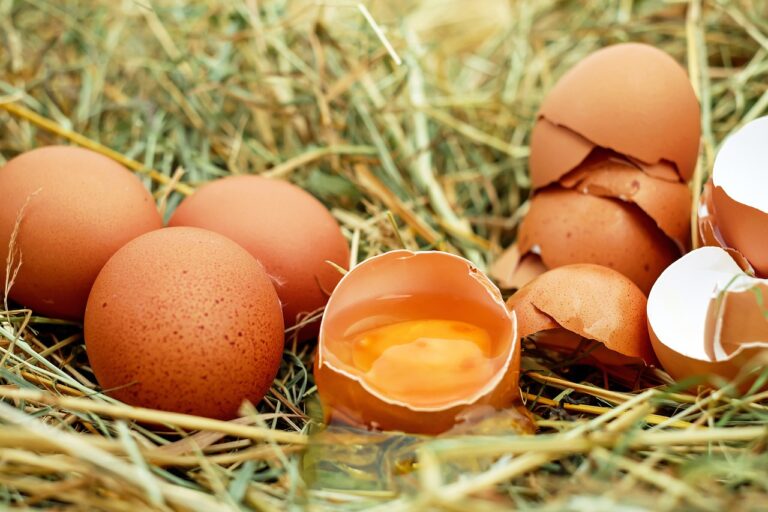 מתי כדאי להקפיא ביצים?