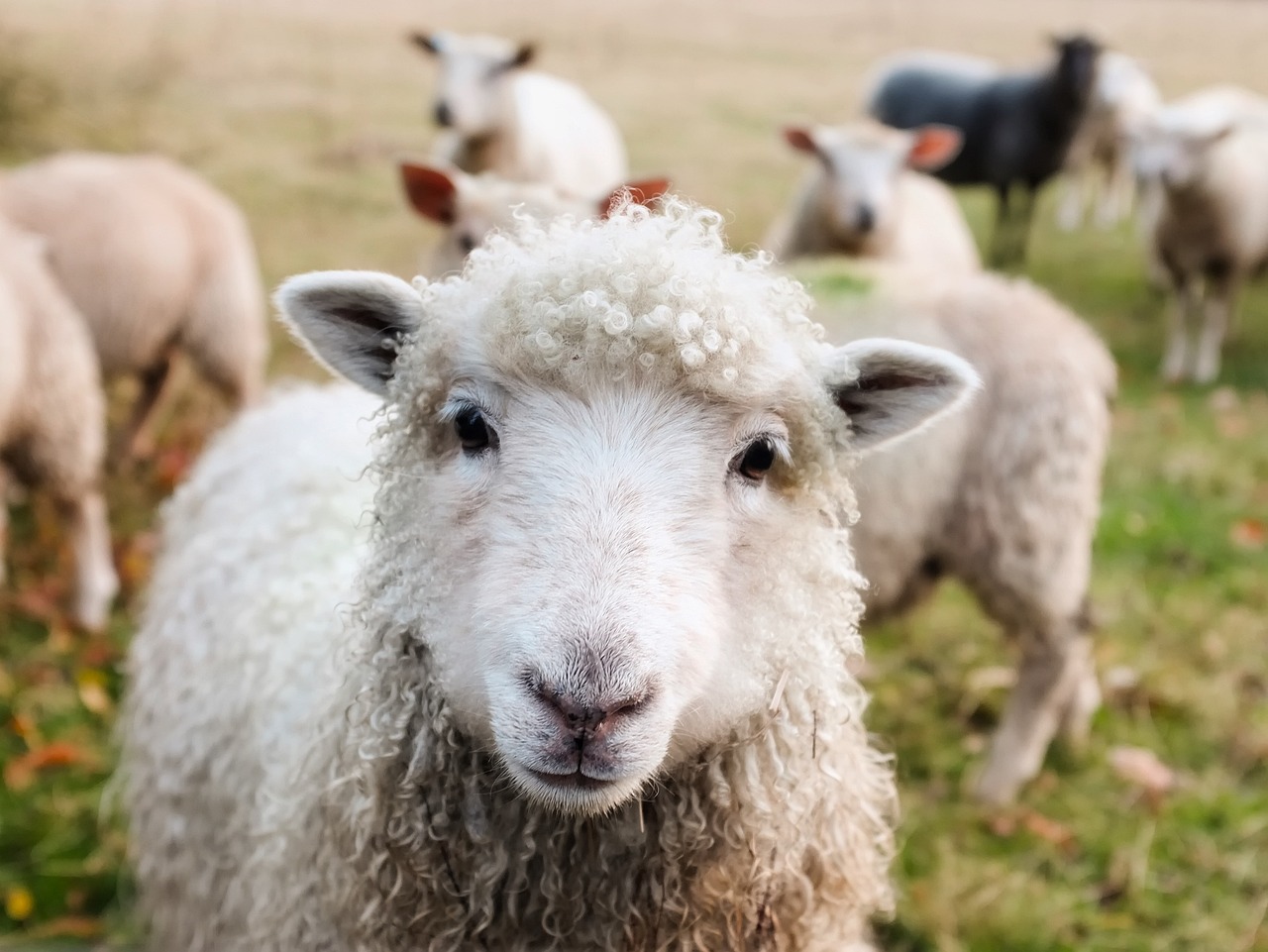 מה שמה של הכבשה המשובטת הראשונה בעולם?