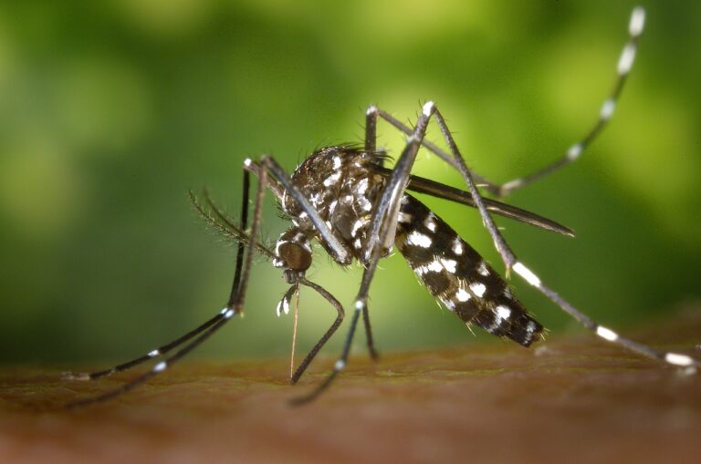 כמה שוקל יתוש?
