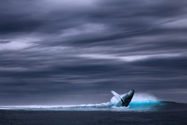 כמה שוקל לוויתן כחול?