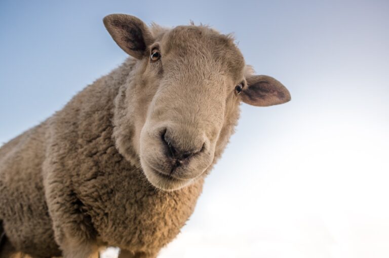 כמה שוקל כבש?